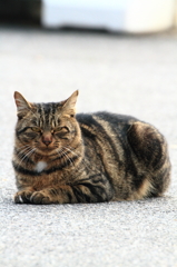 野良猫 3