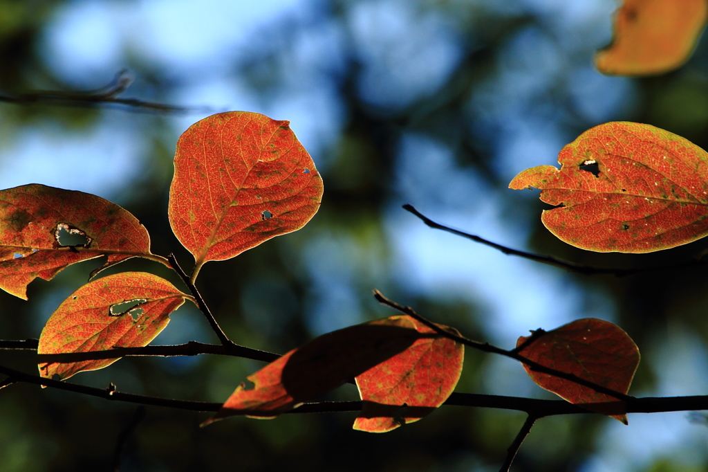 ありふれた紅葉 １