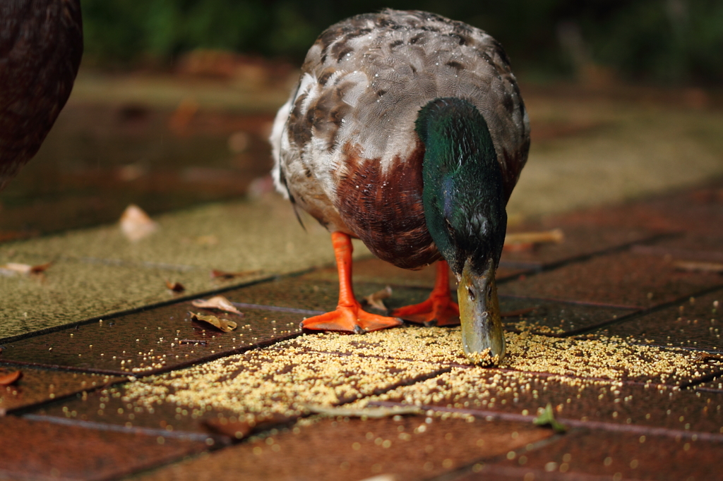 いつもの公園のいつものカモ ４