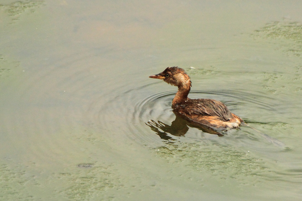 干上がった池の水たまりで...２