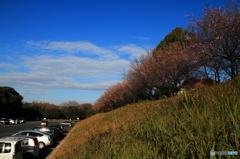 今日の庄内緑地公園