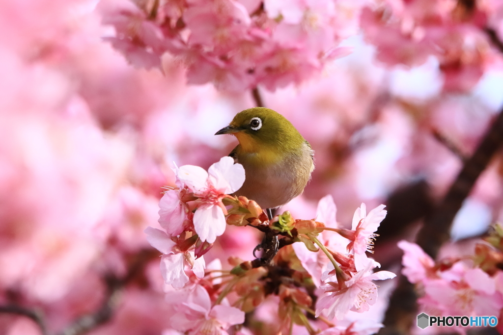 河津桜とメジロ2