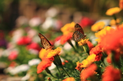 赤や黄色の花園で