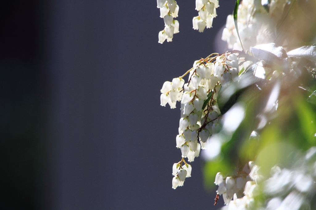 アセビの花