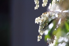 アセビの花