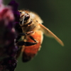 ラベンダーの花とミツバチ ２