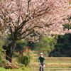 桜の咲くころ