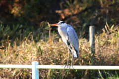 風見鶏？