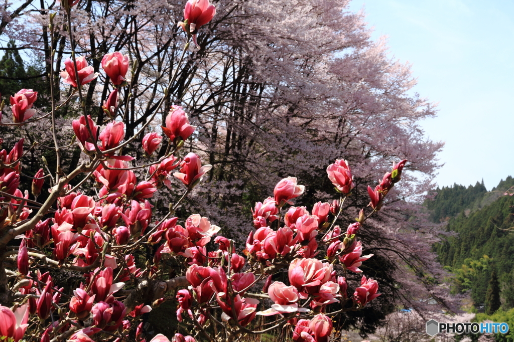 こぶしの花と...