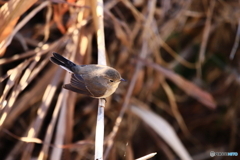 オジロビタキ？ニシオジロビタキ？