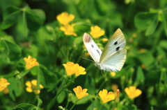 花園で舞う