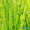 ホソミイトトンボ 2