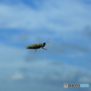 秋空にイナゴ