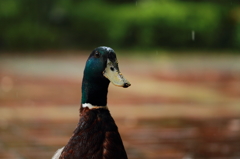いつもの公園のいつものカモ １