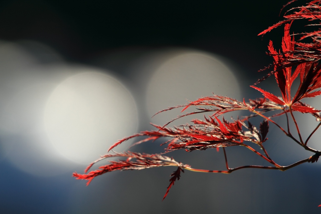 春の紅葉