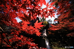 定光寺の紅葉2