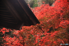 内々（うつつ）神社の紅葉3