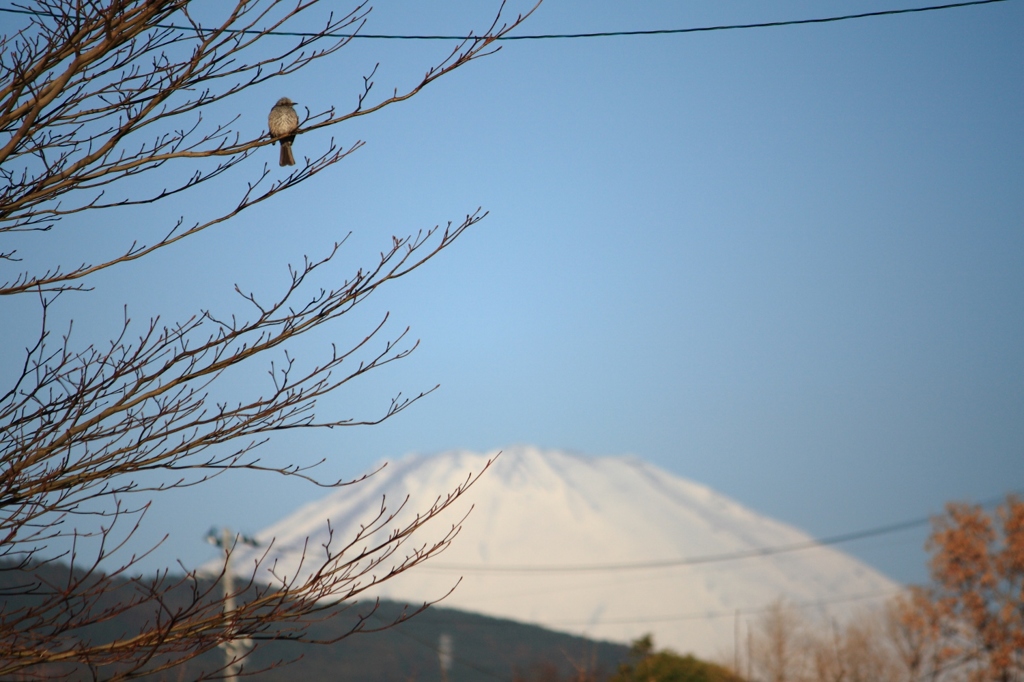 富士山とヒヨドリ