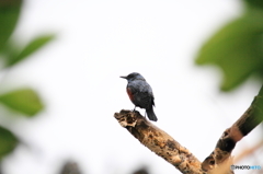 沖縄の鳥－イソヒヨドリ１