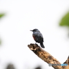 沖縄の鳥－イソヒヨドリ１