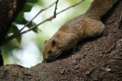 浜松城公園のリスたち 3