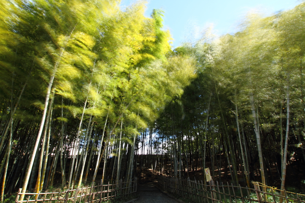 竹林のざわめき