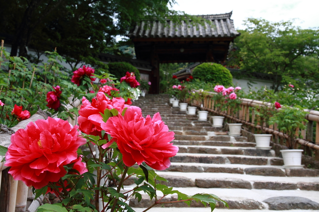 長谷寺－ボタンと山門