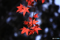 公園の紅葉 4