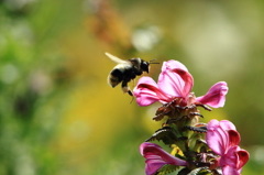初秋の伊吹山－花に寄って来るミツバチ