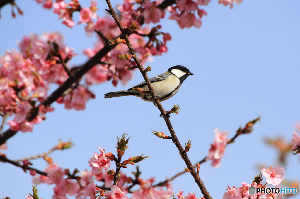 桜シジュウカラ
