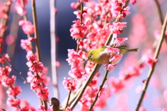 ウメジロー7