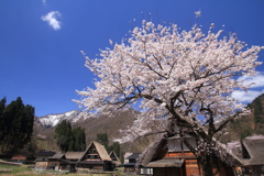 桜咲く世界遺産 5