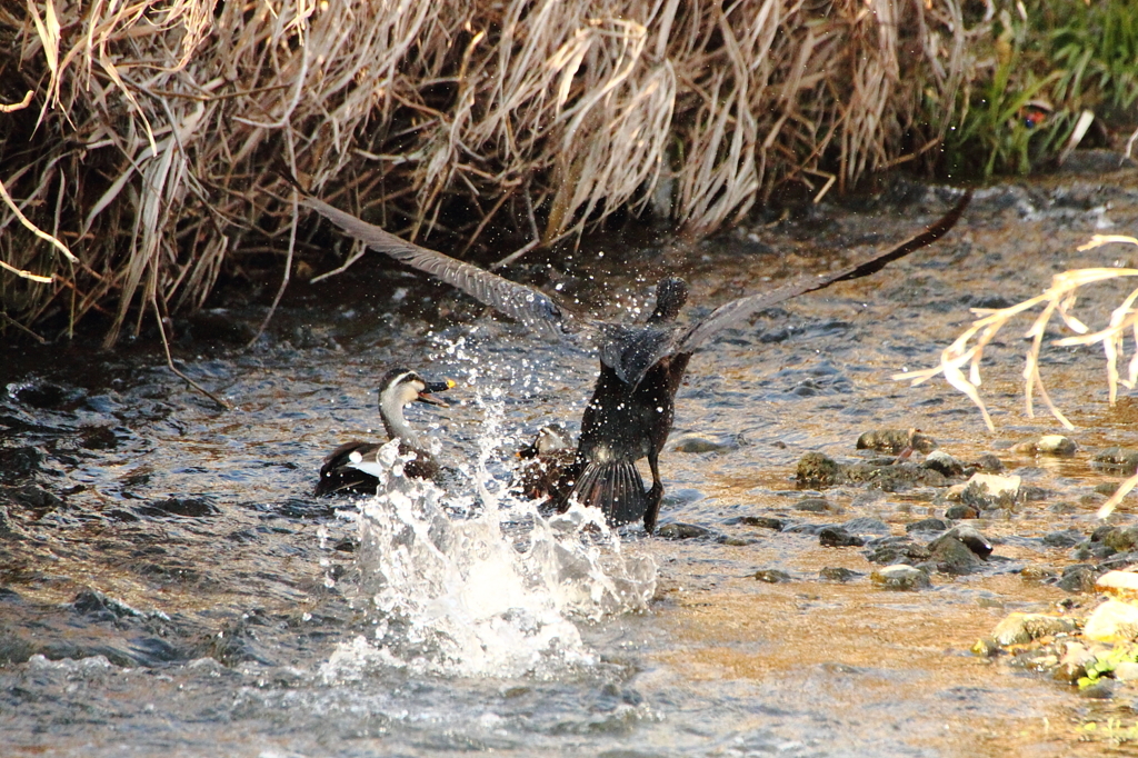 短距離走 ５　どけどけ～