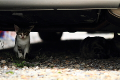 もう１匹の子猫