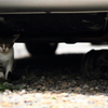 もう１匹の子猫