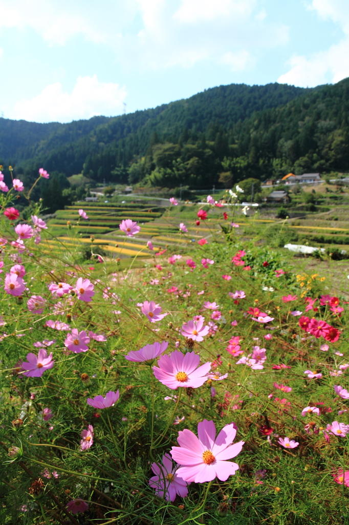 秋の棚田