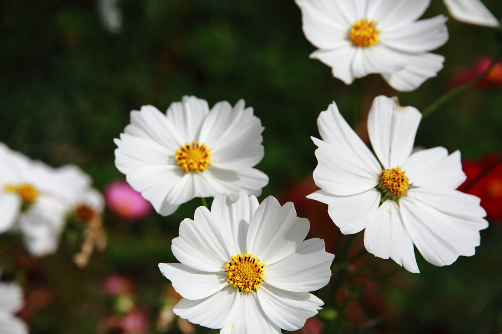 花フェスタ記念公園 ６