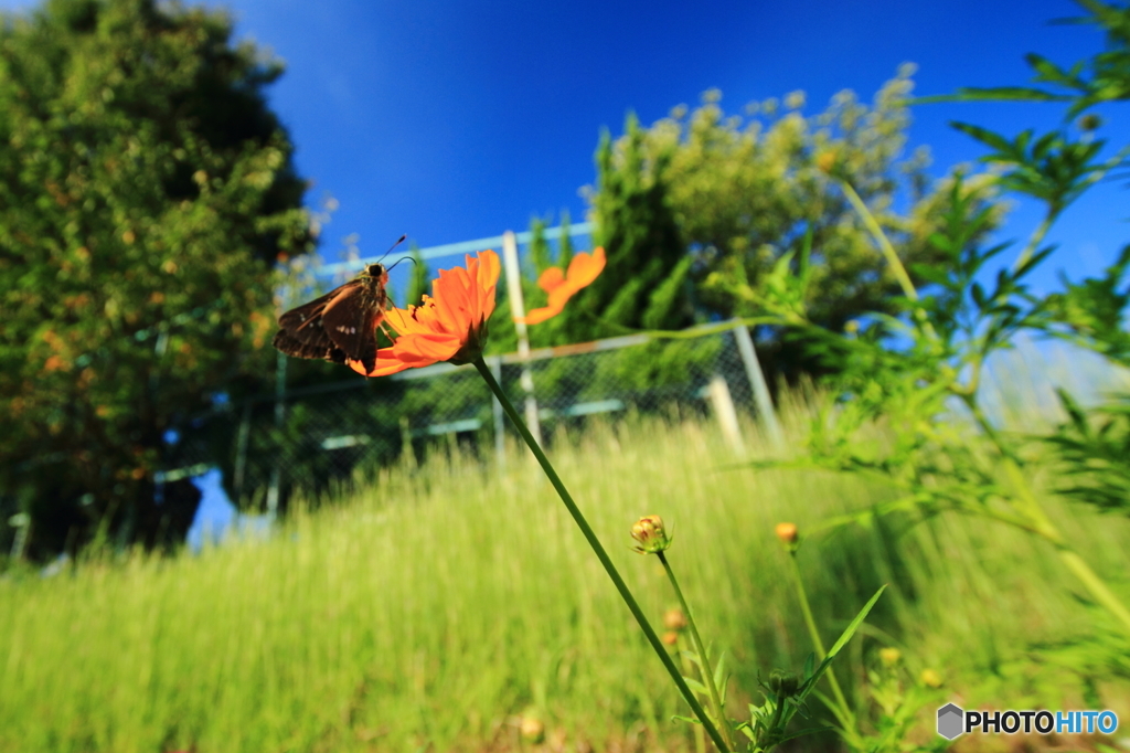 広角で蝶を撮ってみた。－セセリチョウ