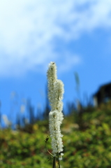 初秋の伊吹山－サラシナショウマ