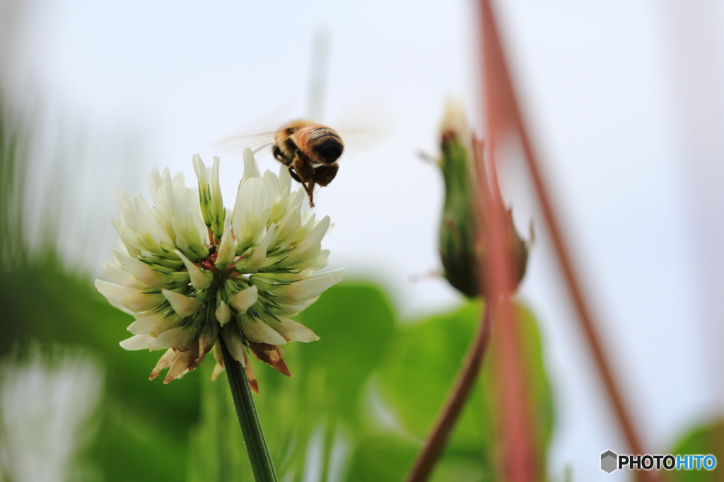 白爪草とミツバチ