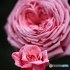 小さな花と大きな花