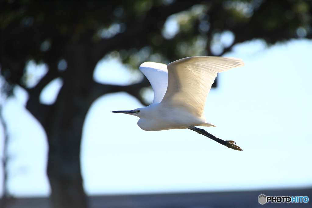 コサギが行く 1