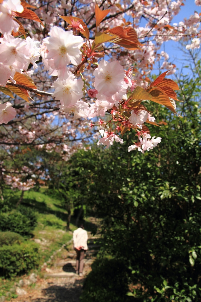 八重の桜と散歩道