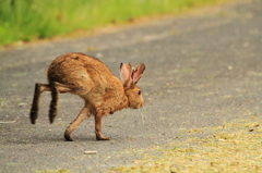 あわてて逃げる野うさぎ