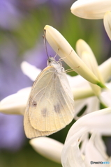 白いアガパンサスと白い蝶 ２