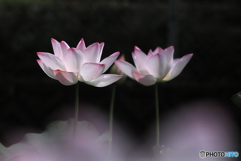 蓮の花