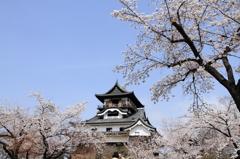 犬山城の桜　１