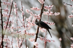 蜜は美味しいですか？