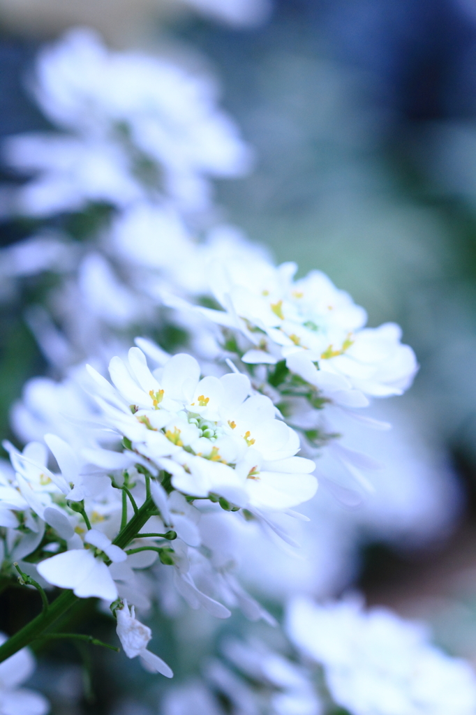 白い花 ２