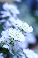 白い花 ２